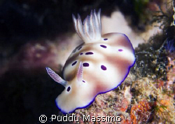 another nudi a manado,nikon d2x 60mm macro by Puddu Massimo 